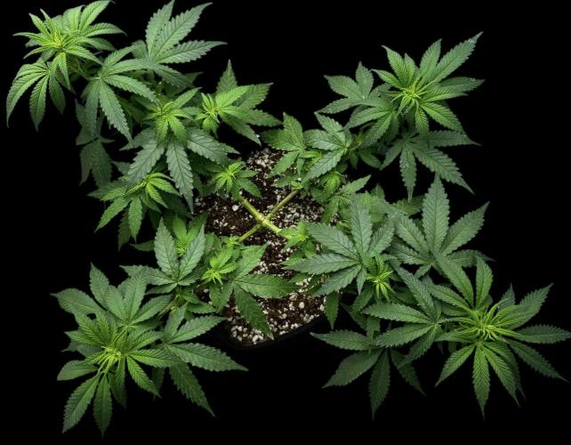 Divine Og Kush Bio. Week 10