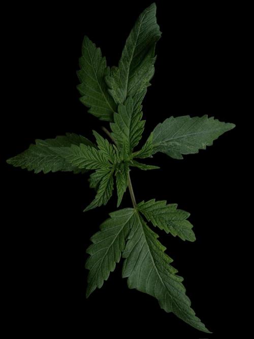 Cherry Punch F1. Week 3