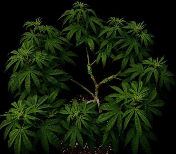 Animal Face. Week 13