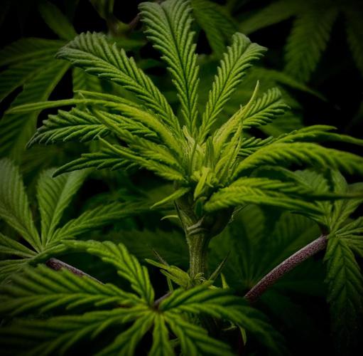 Animal Face. Week 13