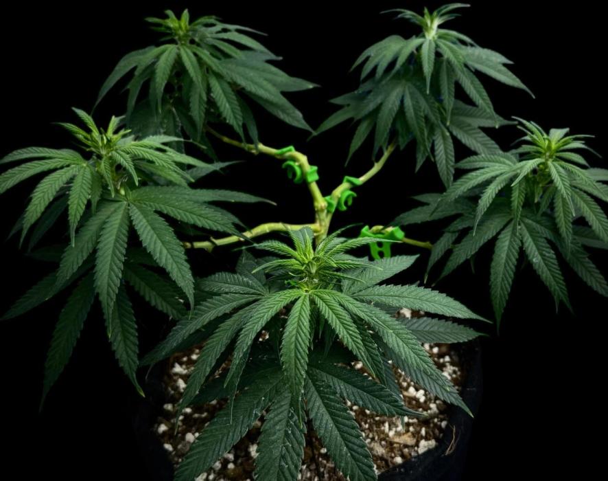 Divine Rapier. Week 10