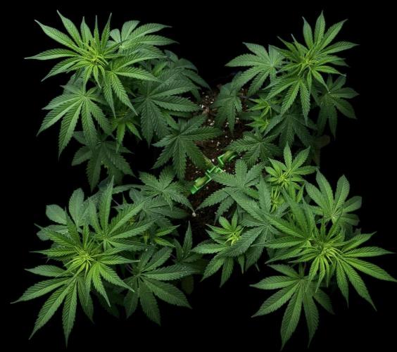 Divine Og Kush. Week 10