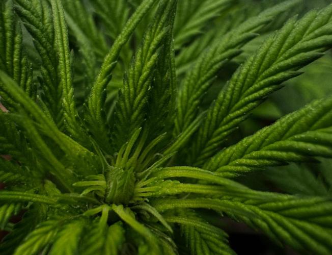 Divine Og Kush. Week 10