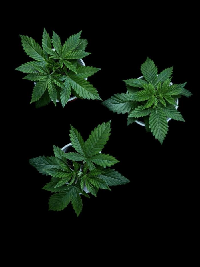 Gorilla Runtz. Week 4