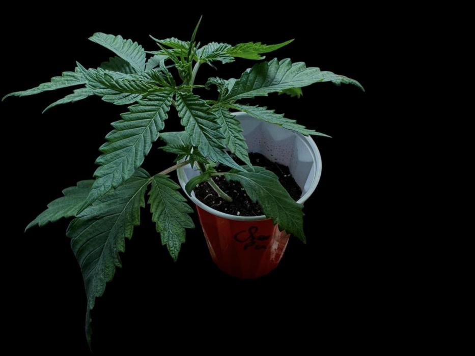 Cherry Punch F1. Week 4