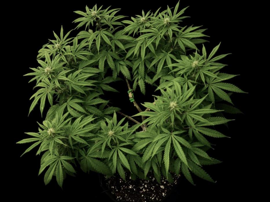 Animal Face. Week 14