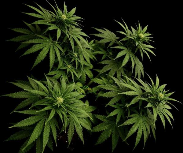 Divine Og Kush. Week 11