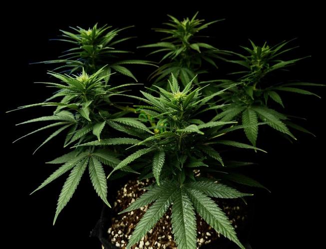 Divine Rapier. Week 11