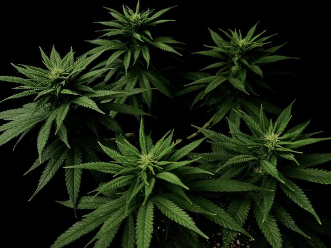 Divine Rapier. Week 11