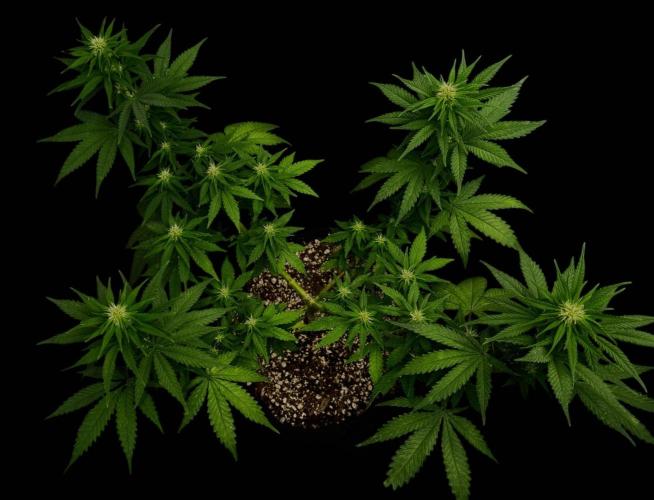 Divine Og Kush Bio. Week 11