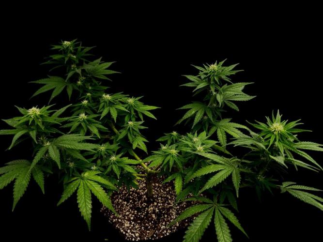 Divine Og Kush Bio. Week 11