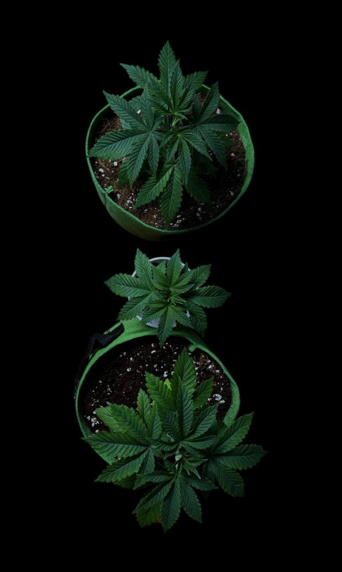 Gorilla Runtz. Week 5