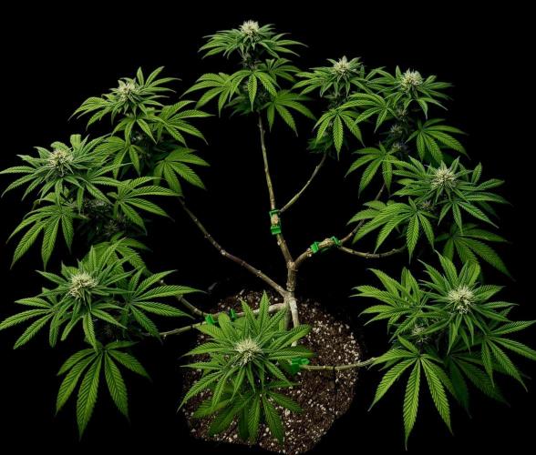 Animal Face. Week 15