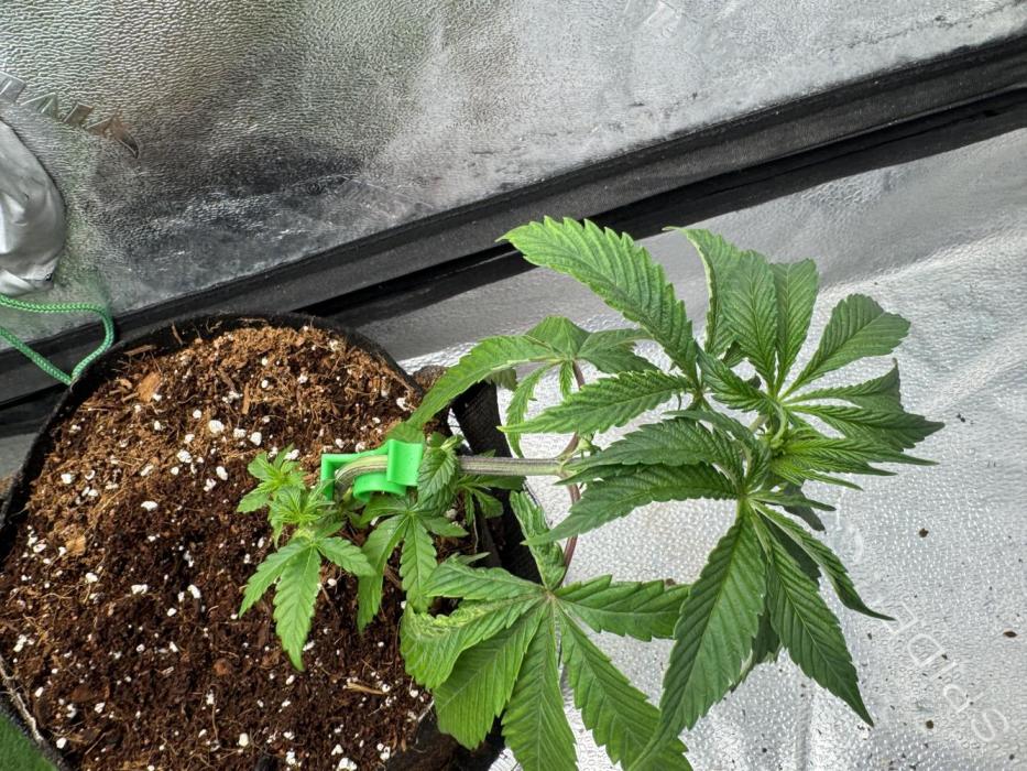 Cherry Punch F1. Week 5