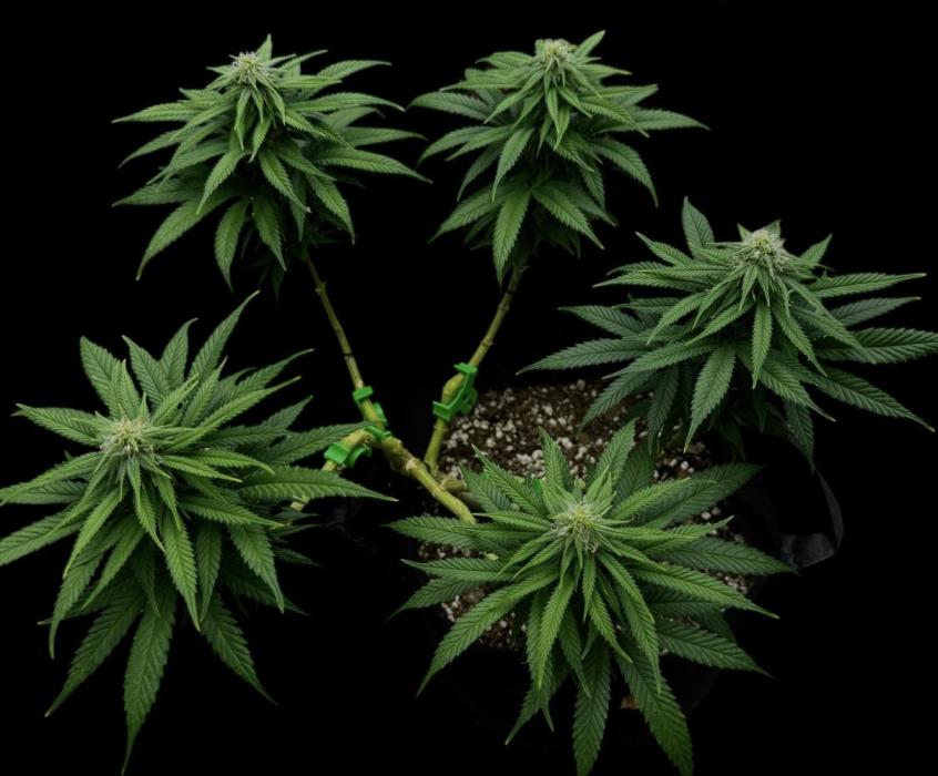 Divine Rapier. Week 12