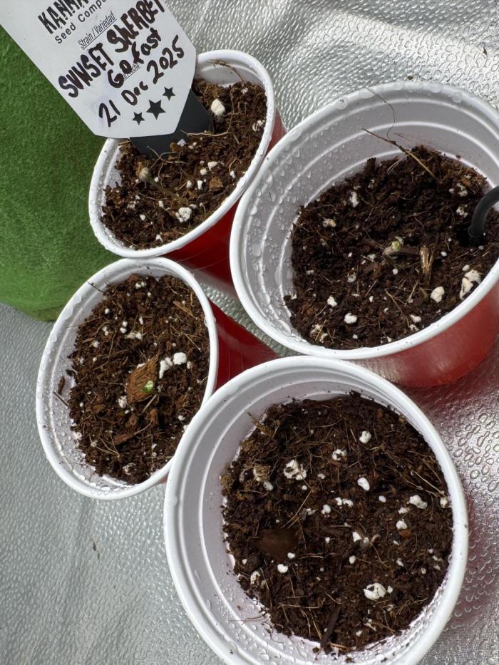 Sunset Sherbet Go Fast. Week 0