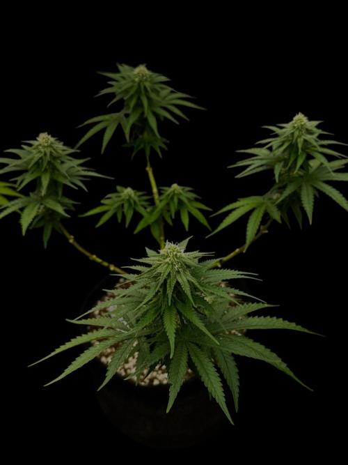 Divine Og Kush Bio. Week 12