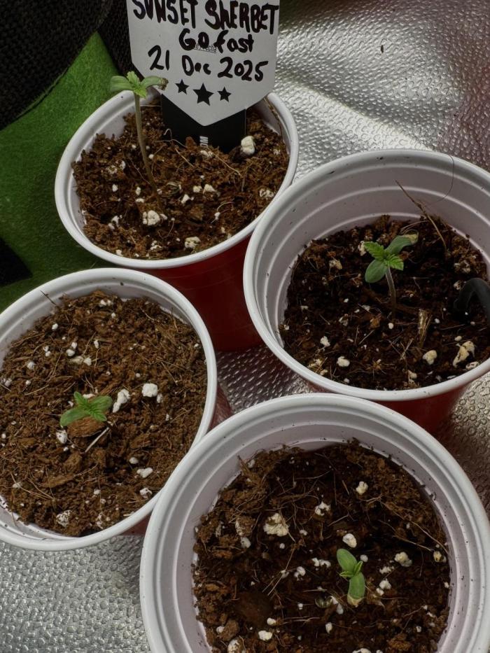 Sunset Sherbet Go Fast. Week 1