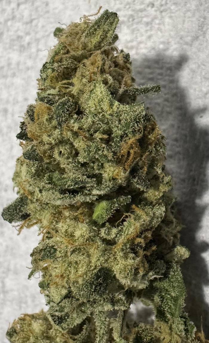 Opiom Auto #3. Week 10