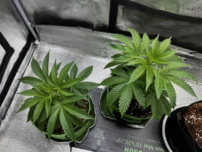 Gorilla Runtz. Week 6