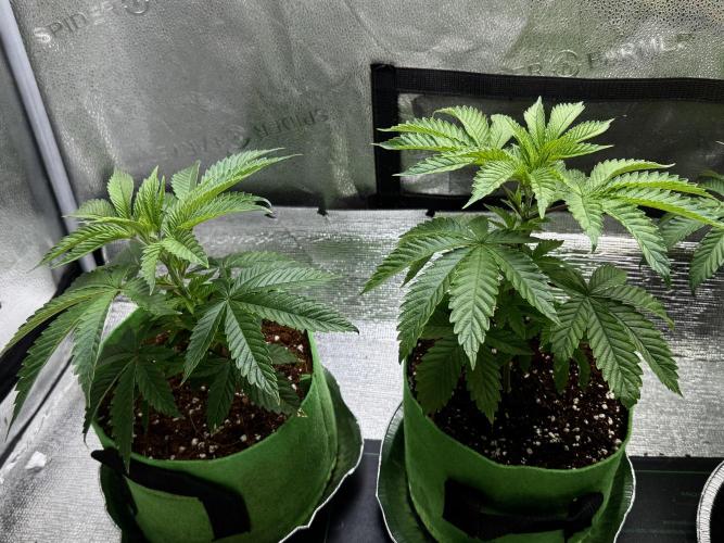 Gorilla Runtz. Week 6