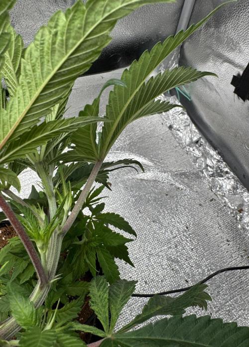 Cherry Punch F1. Week 6