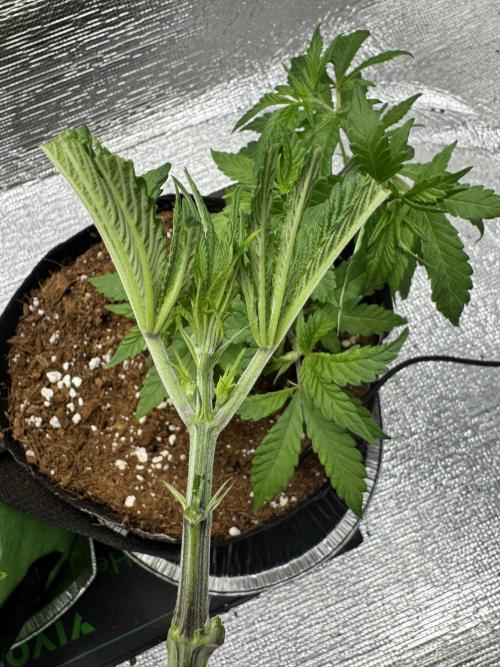 Cherry Punch F1. Week 6