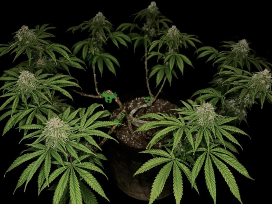 Animal Face. Week 16