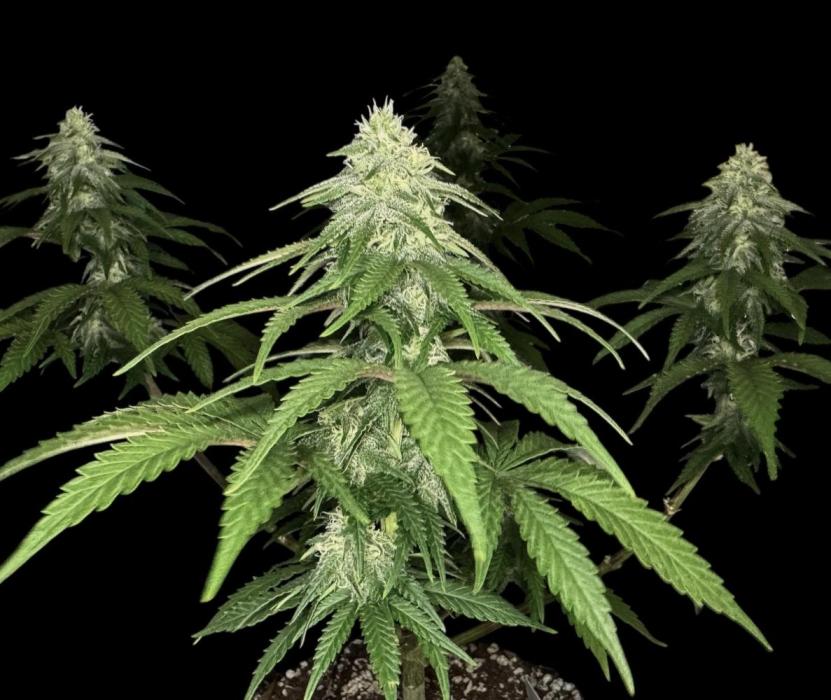 Divine Og Kush Bio. Week 13