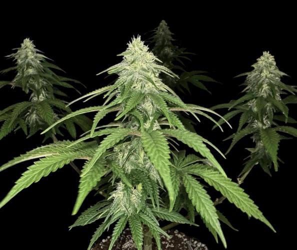 Divine Og Kush Bio. Week 13