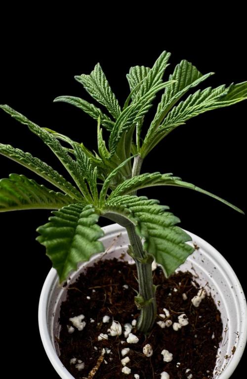 Cherry Punch F1. Week 6