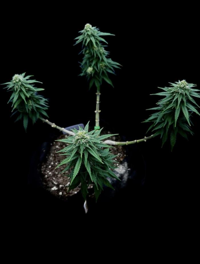 Divine Og Kush. Week 13