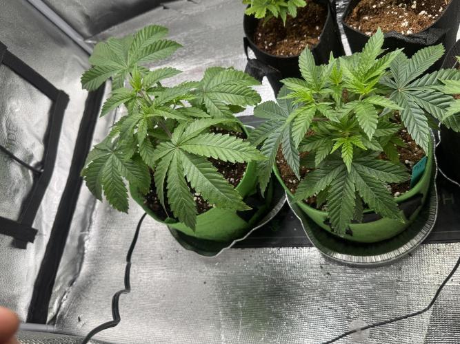 Gorilla Runtz. Week 6