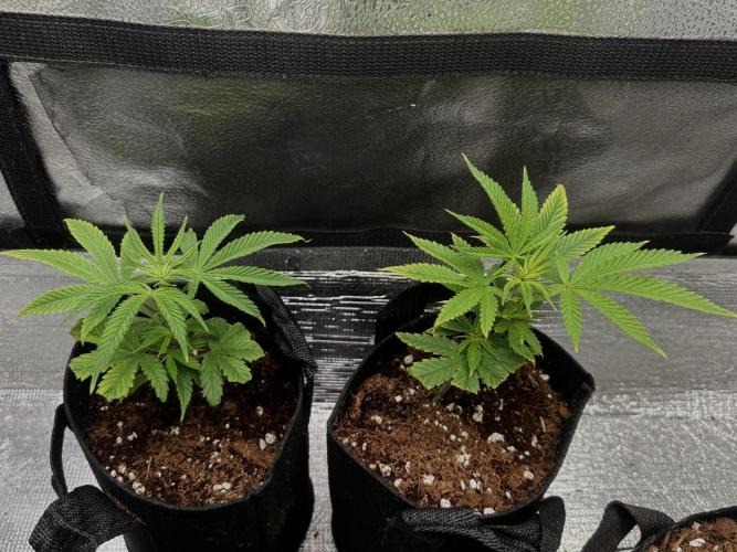 Animal Face Clone. Week 3