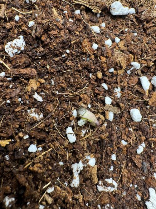 Izi Diesel Génétics Auto. Week 0