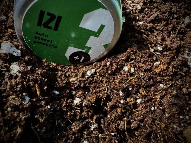 Izi Diesel Génétics Auto. Week 0