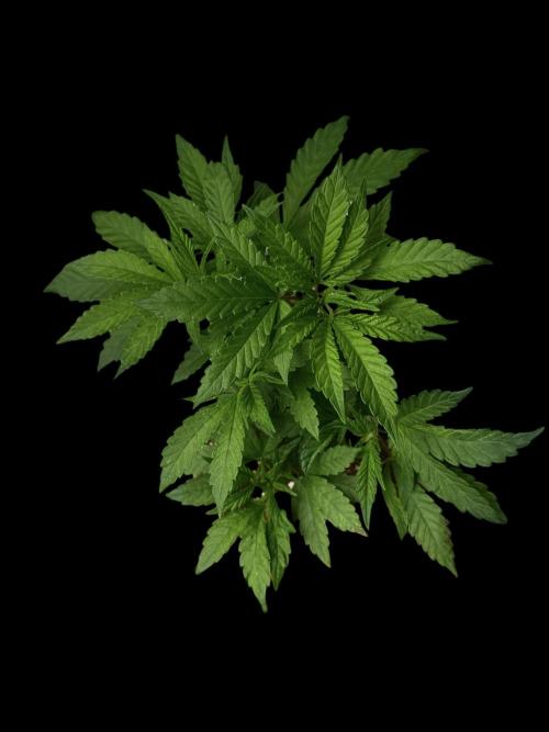 Cherry Punch F1. Week 6