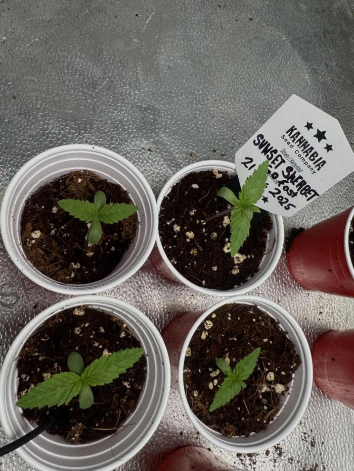 Sunset Sherbet Go Fast. Week 2