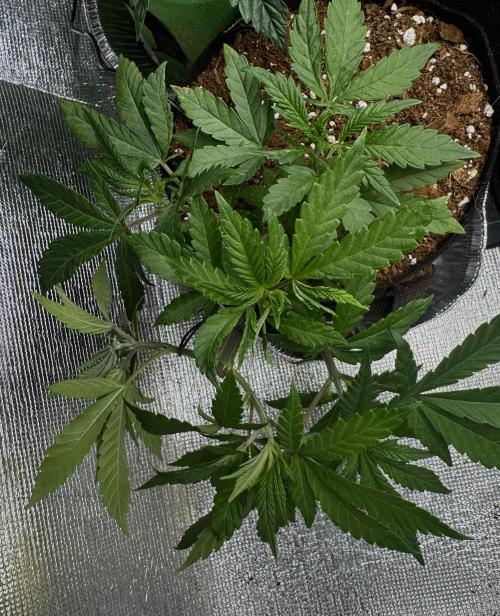 Cherry Punch F1. Week 6