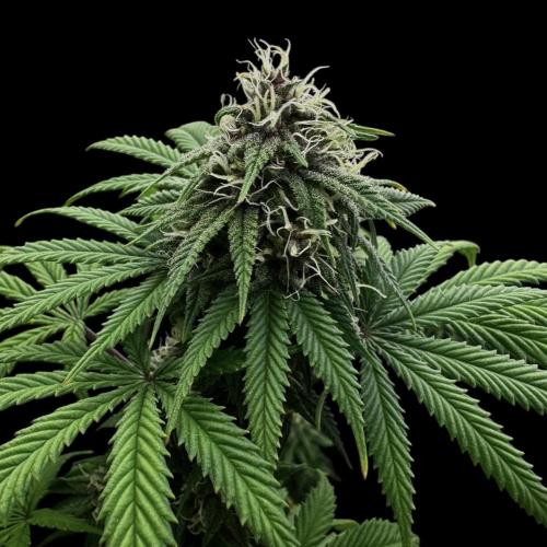 Animal Face. Week 16