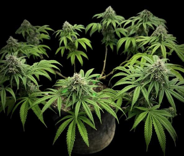 Animal Face. Week 16