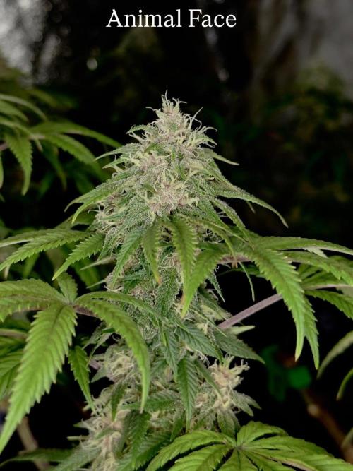 Animal Face. Week 16