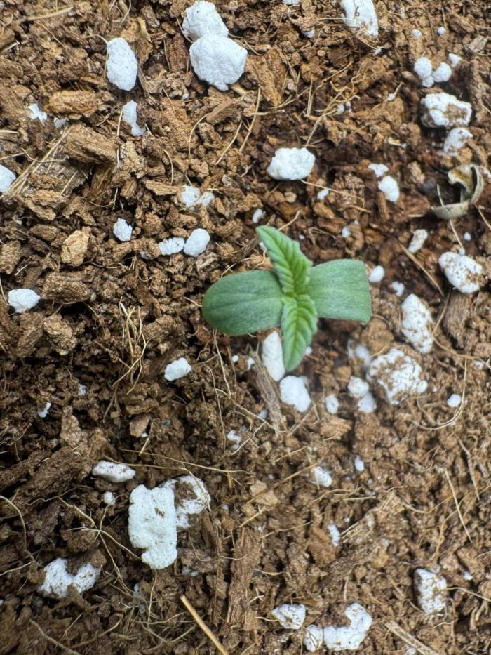 Izi Diesel Génétics Auto. Week 1