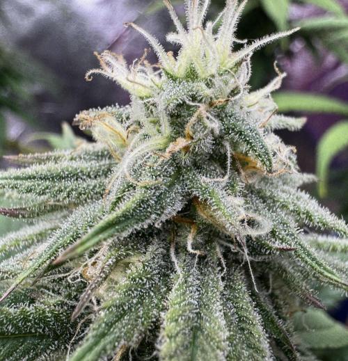 Divine Rapier. Week 13