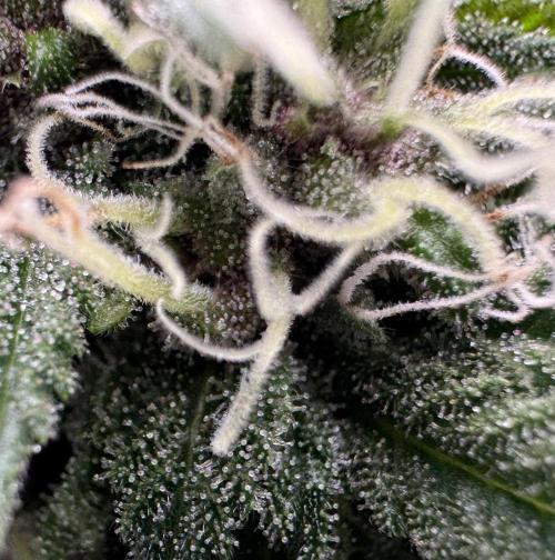 Animal Face. Week 16