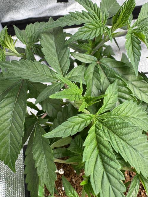 Gorilla Runtz #1. Week 7