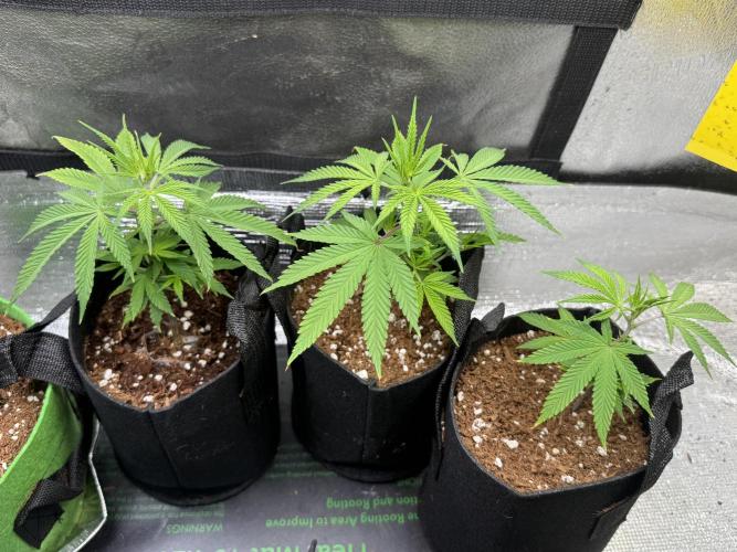 Animal Face Clone. Week 3