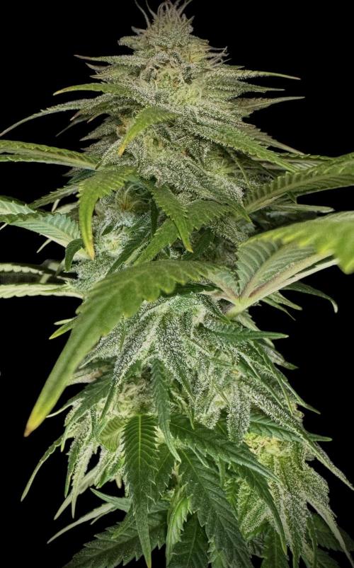 Divine Rapier. Week 13