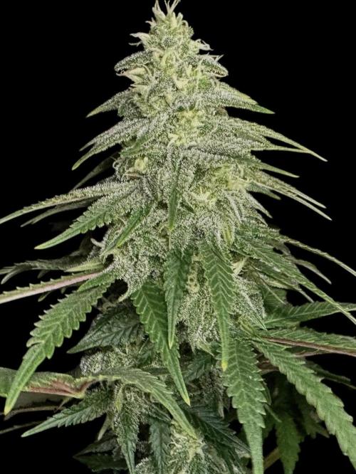 Divine Og Kush Bio. Week 13