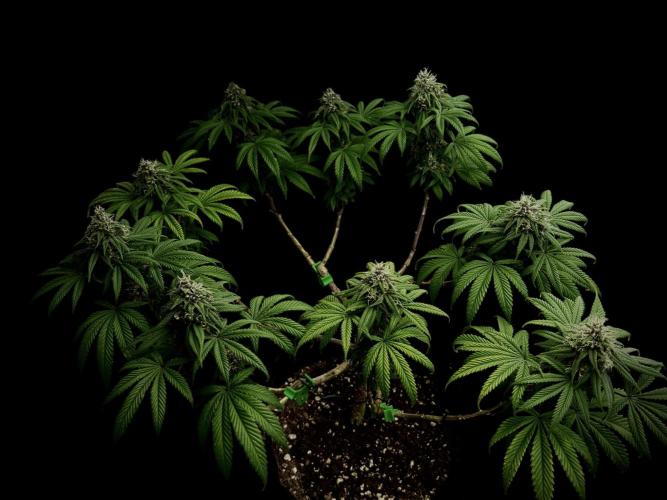 Animal Face. Week 17